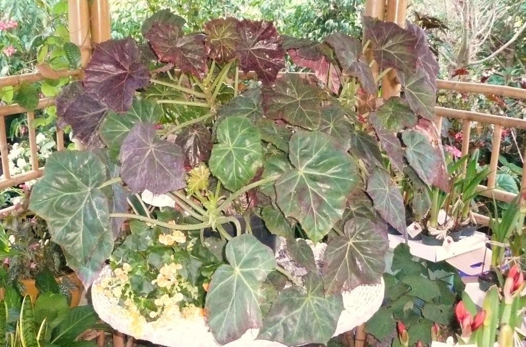 B. ‘Colonel Gale’